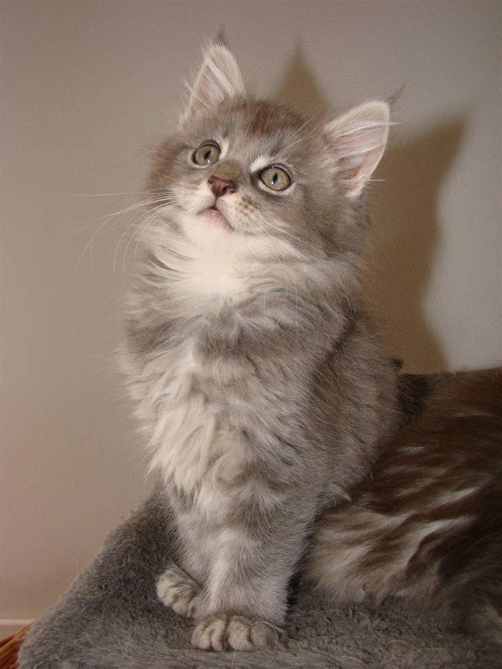 Maine Coon Caladesi Island - 9 uger billede 12