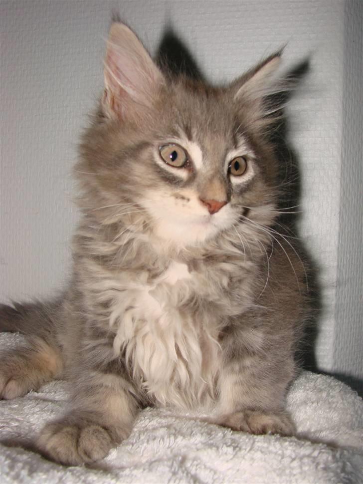 Maine Coon Caladesi Island - 10 uger billede 13