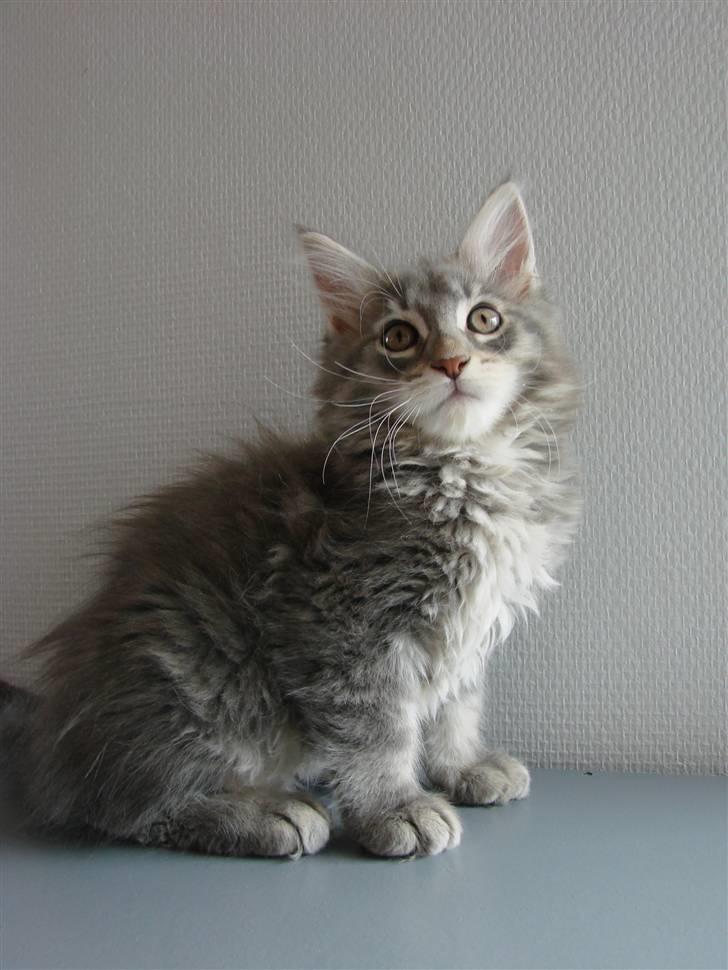 Maine Coon Caladesi Island - 11 uger billede 14