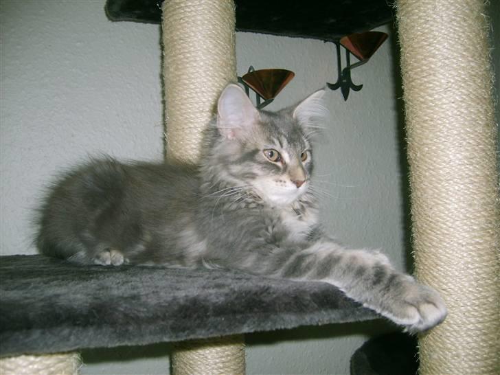 Maine Coon Caladesi Island - Caladesi er lige kommet hjem 12 uger gammel billede 15