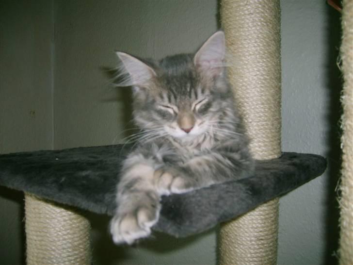 Maine Coon Caladesi Island - han er blevet træt af at flytte :O) billede 16