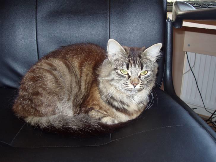 Huskat Mille billede 1