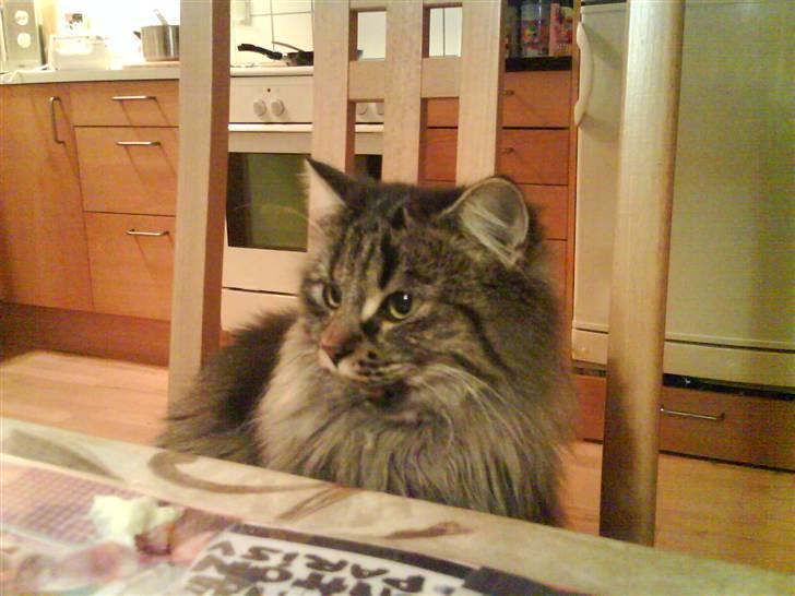 Huskat Mille billede 2