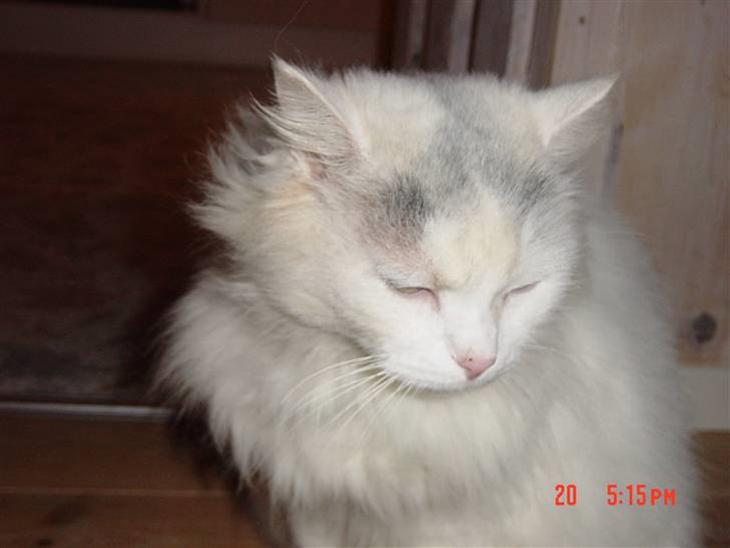 {{currentPhoto.altText}} billede {{currentPhoto.number}}