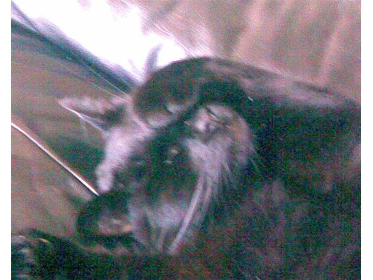 Blanding af racer Mickey  - Mickey sover :D billede 1