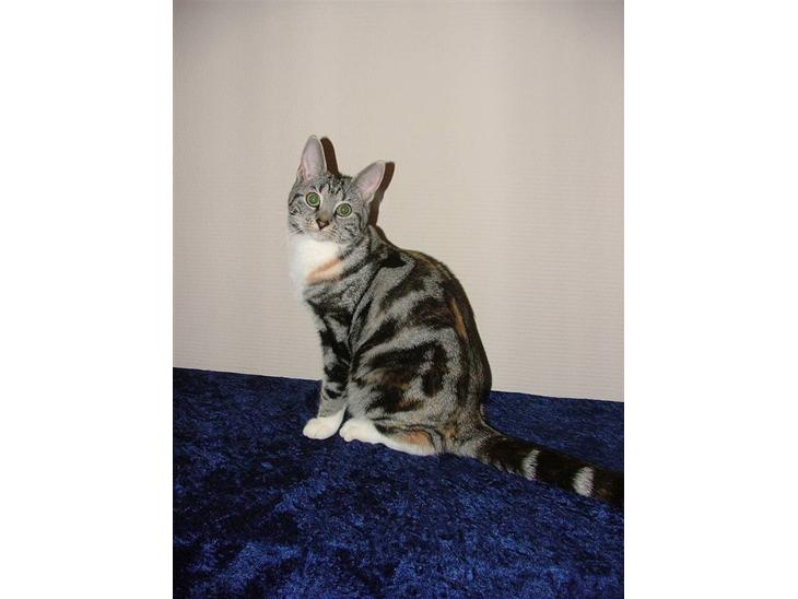 Huskat Boogie Woogie - November 2008 billede 1