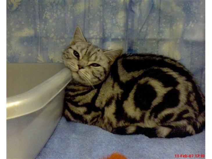 {{currentPhoto.altText}} billede {{currentPhoto.number}}