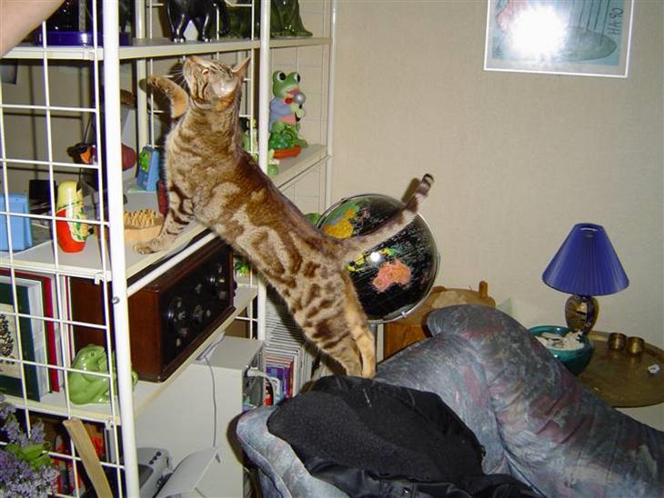Ocicat Tabby billede 1