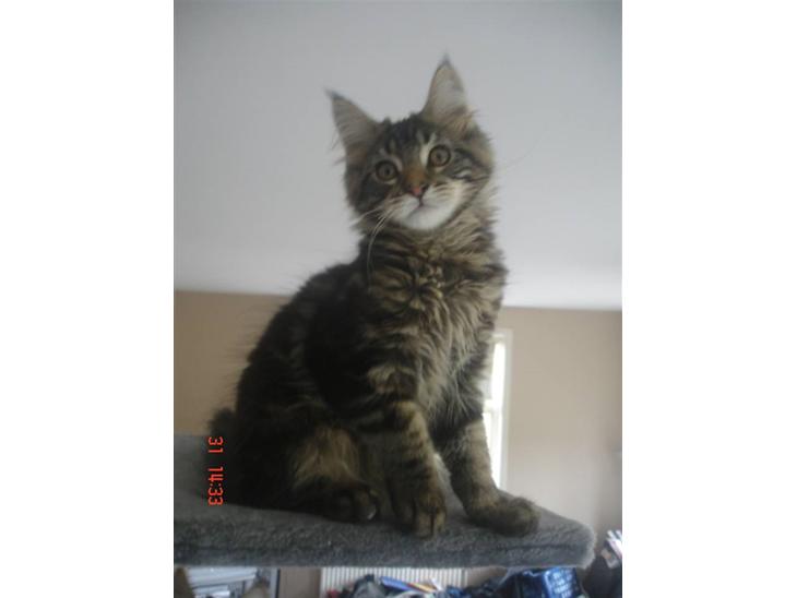 Maine Coon DK Kruse Aladar(Solgt) billede 1