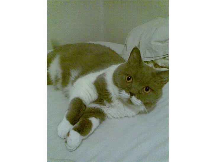 British Shorthair Balou billede 1