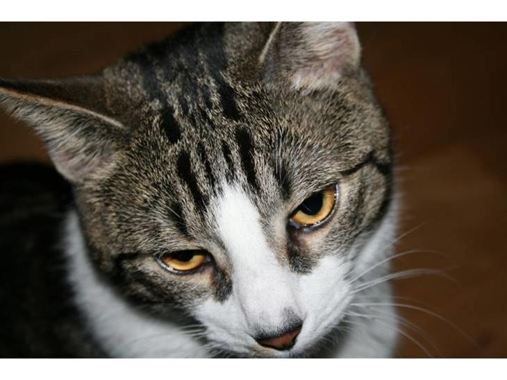 Huskat Oswald billede 1