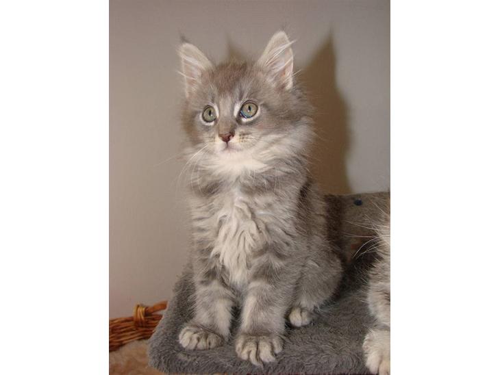 Maine Coon Caladesi Island billede 1