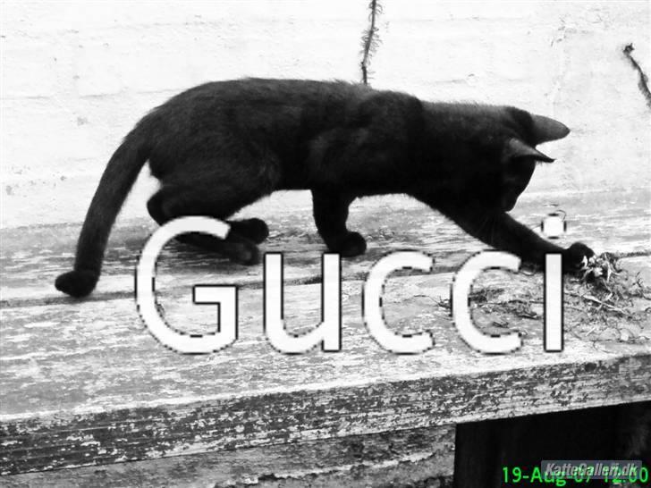 Modstander Watchful Mug Huskat Gucci - Billeder af katte - Uploaded af ^Team winther^ - Elsker dig  Killah minmin <33 W