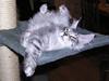 Maine Coon Spellbounds Legolas