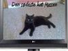 Huskat Mussen  R.I.P [ Himmelkat]