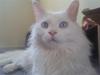 Maine Coon Dk Aquacoon´s Xeo