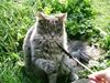 Maine Coon Corona aka Cassi