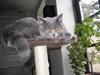 British Shorthair Blue Haven Sara Bella