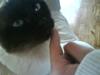 Siameser Honney...<"3