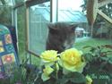 Chartreux Charlie Van Blue House