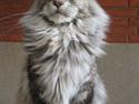 Maine Coon Cherrie