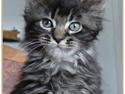 Maine Coon Puppis