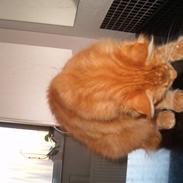 Maine Coon Simba (Kemikat´s Presley)