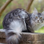 Maine Coon STORM