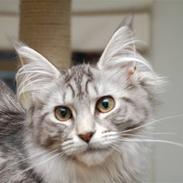 Maine Coon STORM