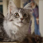 Maine Coon STORM