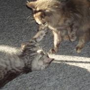 Maine Coon STORM