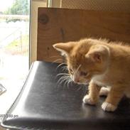 Huskat Garfield