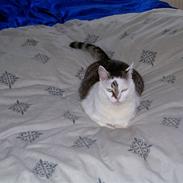Huskat Mudde (flyttet)