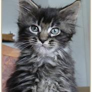 Maine Coon Puppis