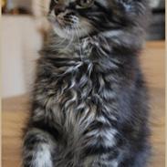 Maine Coon Puppis