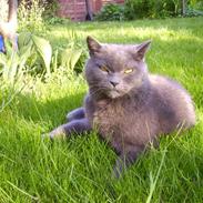 Chartreux Filur R.I.P.