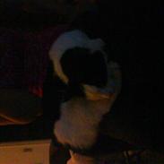 Huskat Kitty Myre