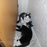 Huskat Kitty Myre