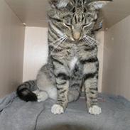 Blanding af racer Bølle