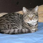 Blanding af racer Bølle