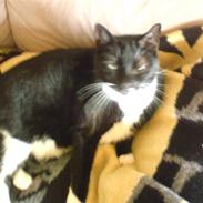 Huskat Mølgaardens Miw