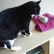 Huskat Mølgaardens Miw