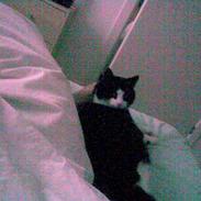 Blanding af racer Sofus og Felix