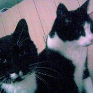 Blanding af racer Sofus og Felix