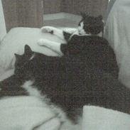 Blanding af racer Sofus og Felix