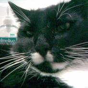 Blanding af racer Sofus og Felix