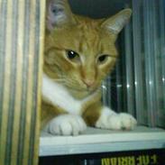 Blanding af racer rødhætte