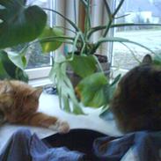 Blanding af racer rødhætte