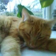 Blanding af racer rødhætte