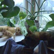 Blanding af racer rødhætte